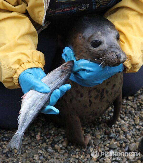 Centro de rehabilitación de focas manchadas en el Territorio de Primorie - Sputnik Mundo