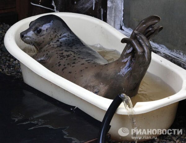 Centro de rehabilitación de focas manchadas en el Territorio de Primorie - Sputnik Mundo