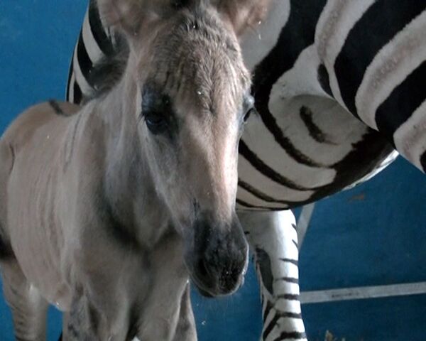 Híbrido de cebra y caballo en circo “Safari” de Moscú - Sputnik Mundo