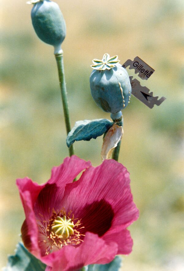 Afganistán aumentará un  49% la producción de opio en 2013 - Sputnik Mundo
