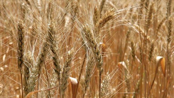 Las exportaciones rusas de cereales ascienden a 13 millones de toneladas en seis meses - Sputnik Mundo