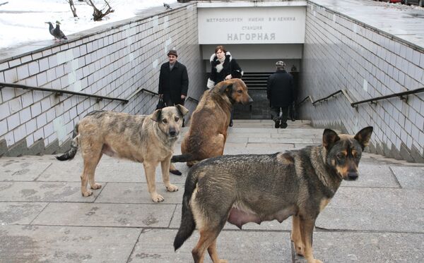 Los cazadores de perros callejeros tienen el sueño tranquilo en Rusia - Sputnik Mundo