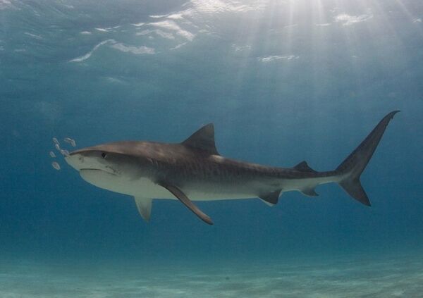 Tiburones llegaron al Lejano Oriente ruso debido a la mejorada situación ambiental según científicos - Sputnik Mundo