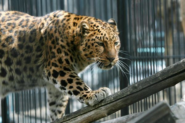 Leopardo de Amur - Sputnik Mundo