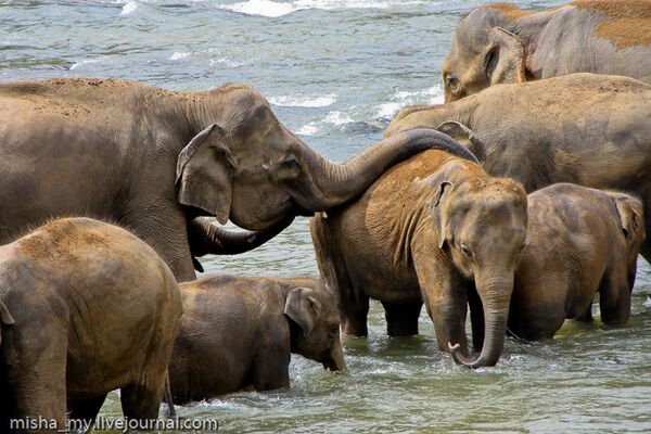 Cazadores furtivos matan con cianuro más de 80 elefantes en Zimbabue - Sputnik Mundo