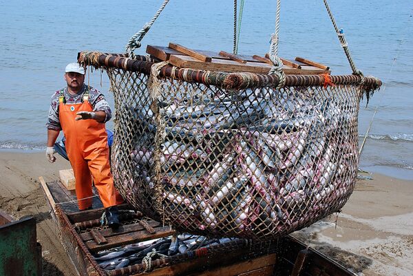Los recursos pesqueros se agotarán por completo hacia 2050 - Sputnik Mundo