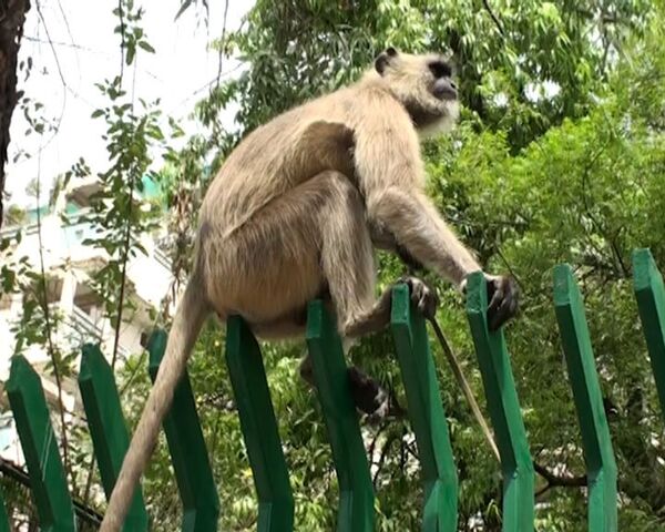 Monos “invaden” la ciudad turística india Shimla - Sputnik Mundo