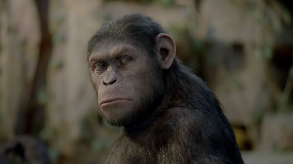 Película “El origen del planeta de los simios:(R) Evolución” por primera tiene en su elenco a primates de un zoológico de Japón - Sputnik Mundo