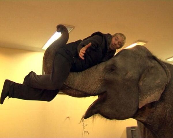 Domador ruso Kornilov juega con elefantes “domesticados” - Sputnik Mundo
