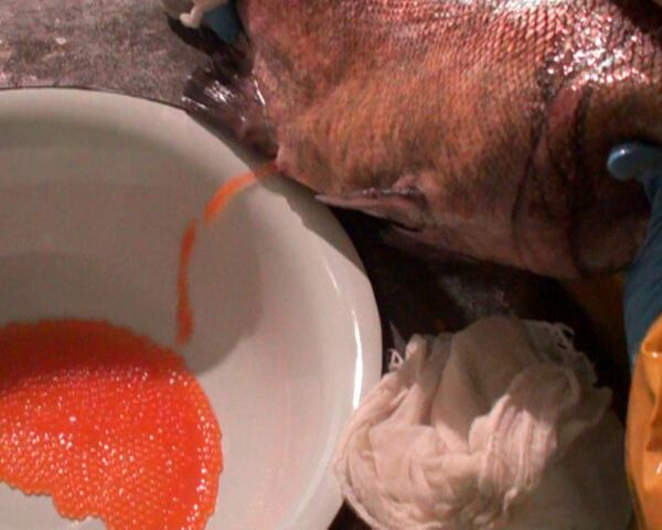 Hembras de salmón  son ordeñadas para obtener caviar - Sputnik Mundo