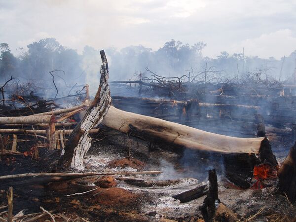 La temperatura de los océanos da pistas sobre los incendios forestales en el Amazonas - Sputnik Mundo