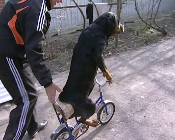 La perra Inna sabe andar en bicicleta y hacer acrobacias circenses - Sputnik Mundo