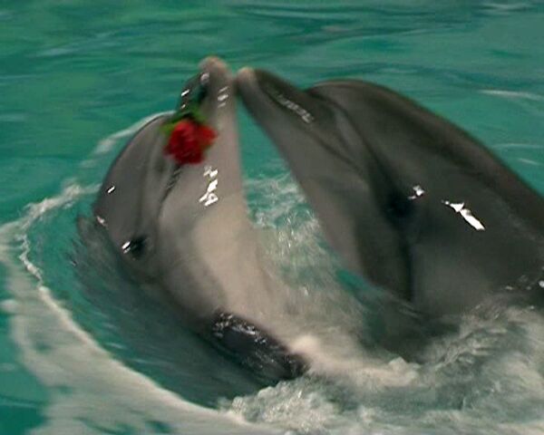 Pareja de delfines baila tango en Moscú - Sputnik Mundo