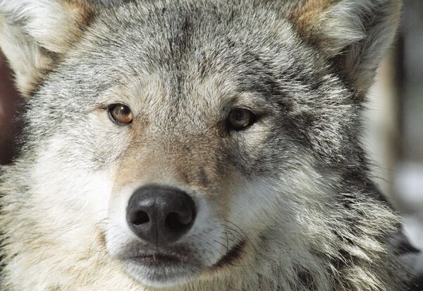 Cazadores matan en lo que va de año a 669 lobos en la república rusa de Tuvá - Sputnik Mundo