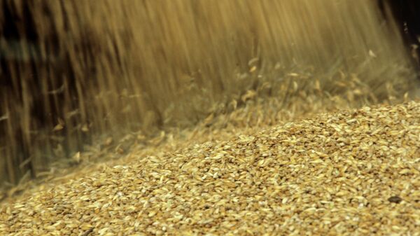 Rusia confirma pronóstico de cosechar entre 95 y 97 millones de toneladas de cereales - Sputnik Mundo