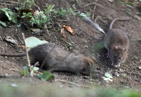 La mordedura de la rata es la más fuerte entre los roedores según estudio - Sputnik Mundo