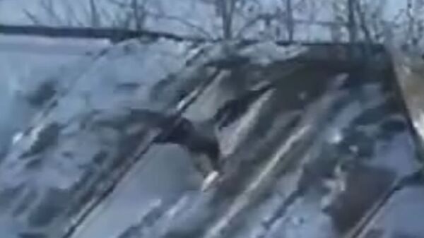 Cuervo practica “snowboarding” en el techo de una casa en Ekaterimburgo - Sputnik Mundo