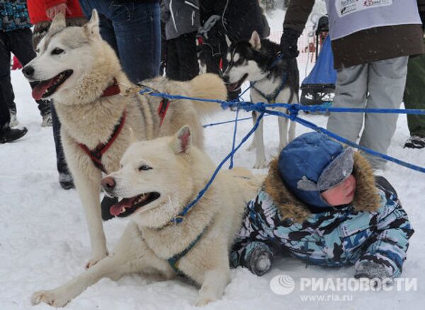Carrera internacional de perros En la tierra de Sampo - Sputnik Mundo