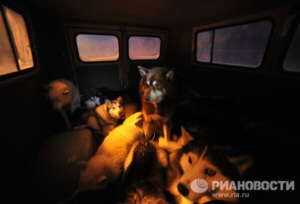 Carrera internacional de perros En la tierra de Sampo - Sputnik Mundo