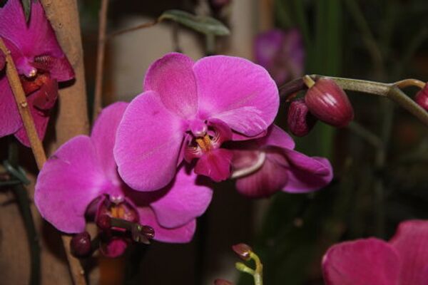 Invierno en Moscú sorprende con exhibición de orquídeas tropicales - Sputnik Mundo