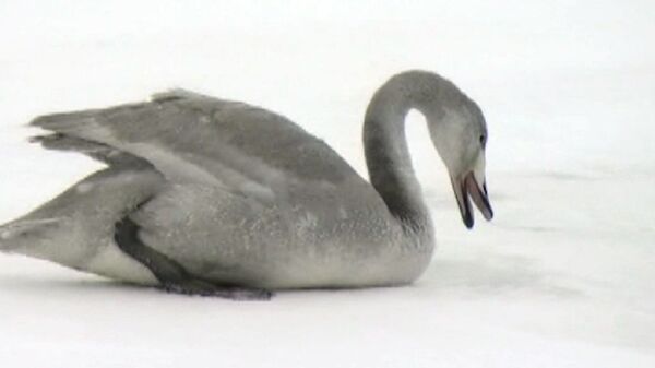 Ornitólogos rusos cuidan de cisne que inverna en río helado  - Sputnik Mundo