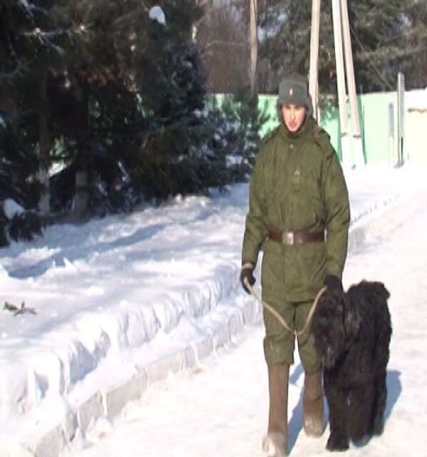 Entrenamiento de perros para el Ejército ruso - Sputnik Mundo