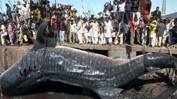 Tiburón ballena es hallado muerto cerca de una ciudad portuaria de Pakistán - Sputnik Mundo