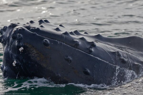 Gigantes de las profundidades oceánicas: curiosidades sobre las ballenas - Sputnik Mundo