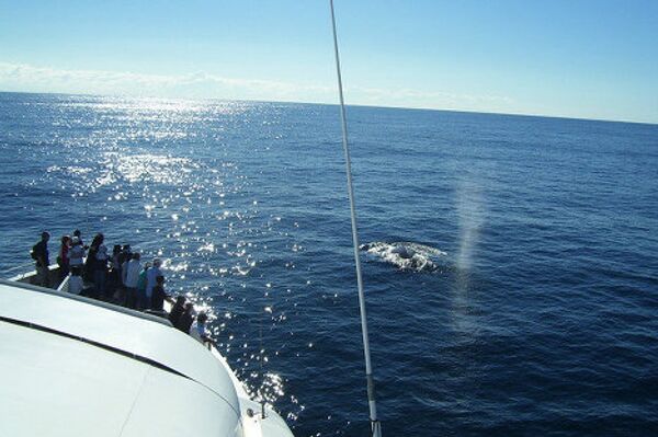 Gigantes de las profundidades oceánicas: curiosidades sobre las ballenas - Sputnik Mundo
