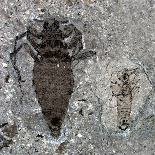 Paleontólogos descubren fósil de pulga gigante que vivió en el Jurásico лет назад - Sputnik Mundo