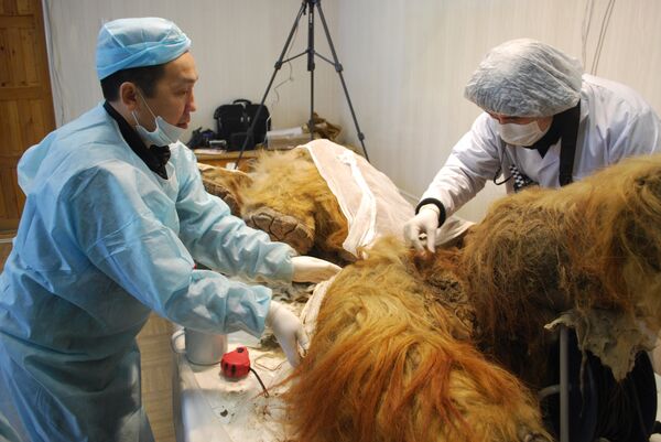 Científicos de Rusia y Corea del Sur se proponen clonar a mamut de Siberia - Sputnik Mundo