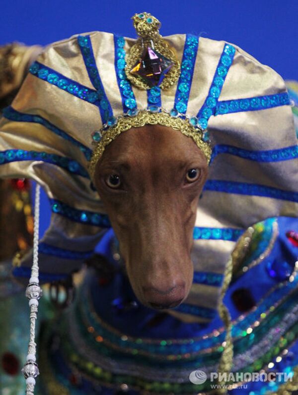 Perros disfrazados de pavo real y Caperucita Roja en un desfile canino en Moscú - Sputnik Mundo