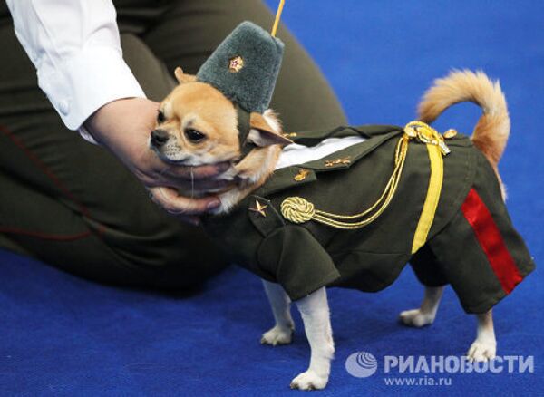 Perros disfrazados de pavo real y Caperucita Roja en un desfile canino en Moscú - Sputnik Mundo