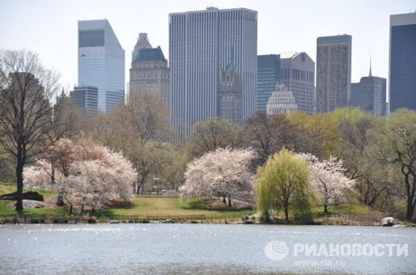 Árboles florecen  tres semanas antes de lo previsto en Nueva York - Sputnik Mundo