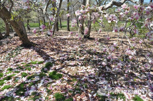 Árboles florecen  tres semanas antes de lo previsto en Nueva York - Sputnik Mundo
