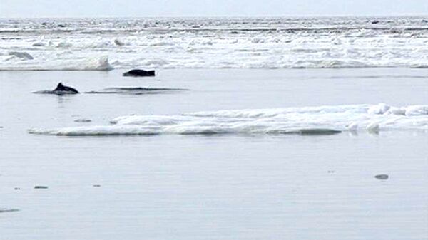 Viento salva a delfines atrapados entre hielos del Mar de Azov - Sputnik Mundo