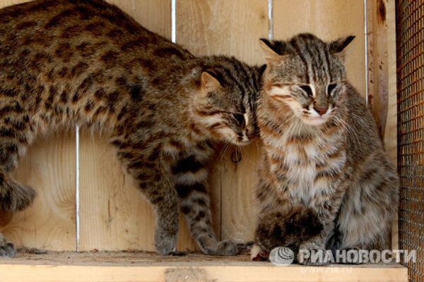 Дальневосточные лесные коты в зоопарке Садгород - Sputnik Mundo