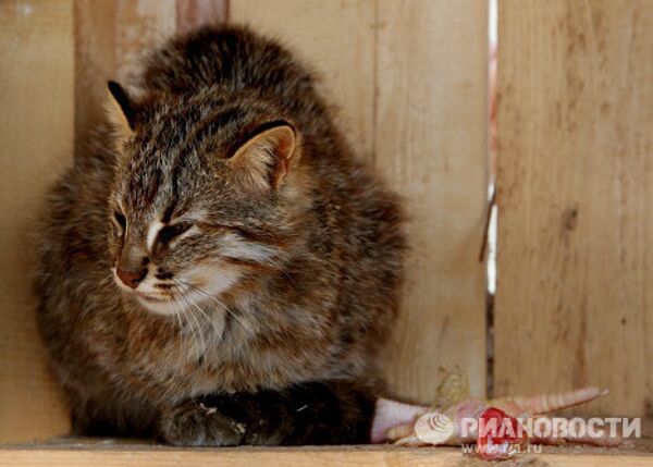 Дальневосточные лесные коты в зоопарке Садгород - Sputnik Mundo