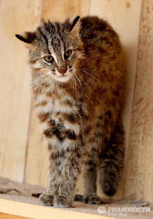 Котята дальневосточного лесного кота в зоопарке Садгород - Sputnik Mundo