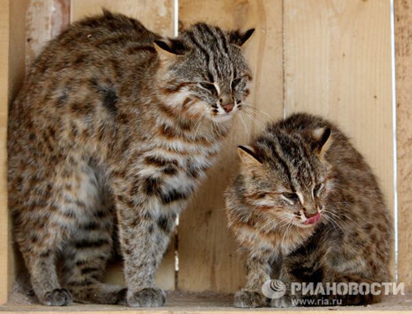 Котята дальневосточного лесного кота в зоопарке Садгород - Sputnik Mundo
