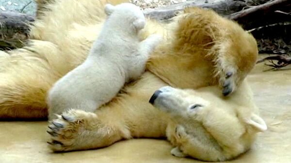 La hermanastra del oso Knut sale en público en zoo de Alemania - Sputnik Mundo