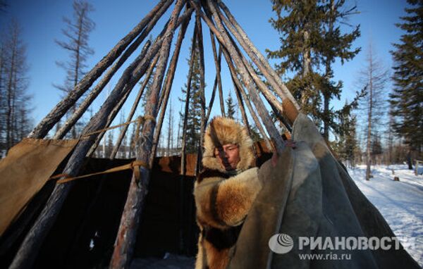 Rutina nómada de los pastores de renos en el Extremo Norte de Rusia - Sputnik Mundo