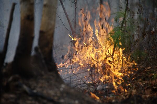 Más de 18.000 hectáreas afectadas por incendios forestales en Siberia - Sputnik Mundo