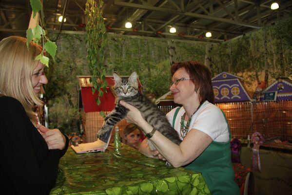 Exposición felina “InfoKot-2012” en Moscú - Sputnik Mundo