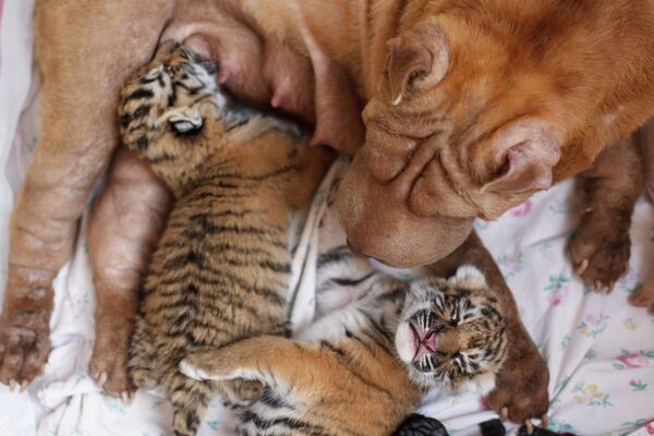 Perra sharpéi  alimenta a dos tigres recién nacidos en zoológico de Rusia - Sputnik Mundo