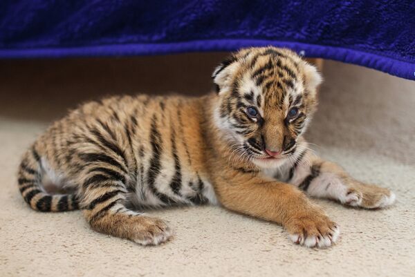 Perra Shar Pei  alimenta a dos tigres recién nacidos en zoológico de Rusia - Sputnik Mundo