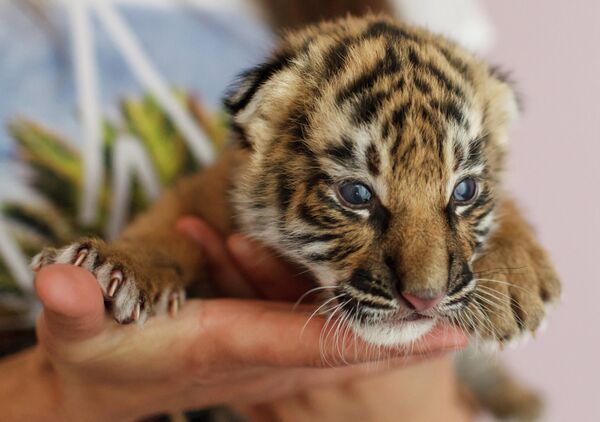 Perra sharpéi  alimenta a dos tigres recién nacidos en zoológico de Rusia - Sputnik Mundo