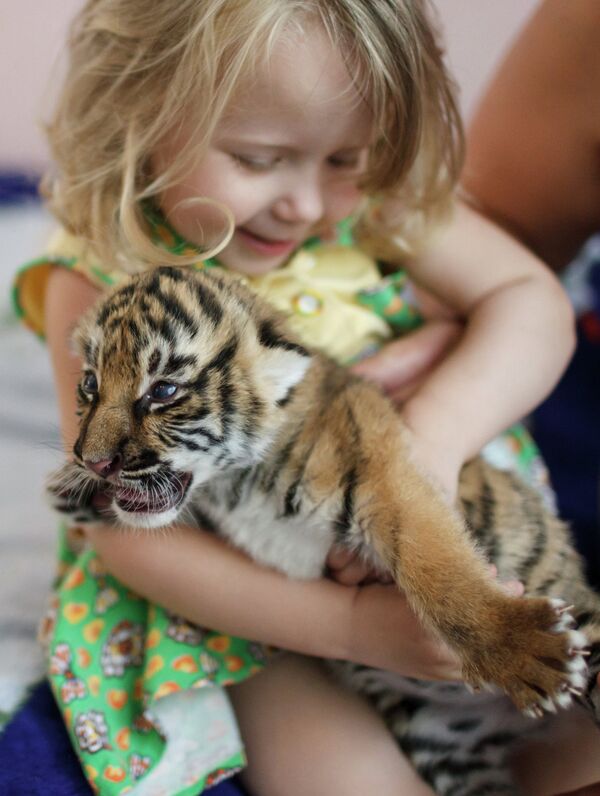 Perra Shar Pei  alimenta a dos tigres recién nacidos en zoológico de Rusia - Sputnik Mundo