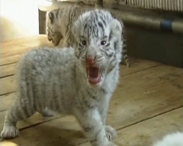 Perra adopta cachorros de tigre blanco en zoológico de China - Sputnik Mundo