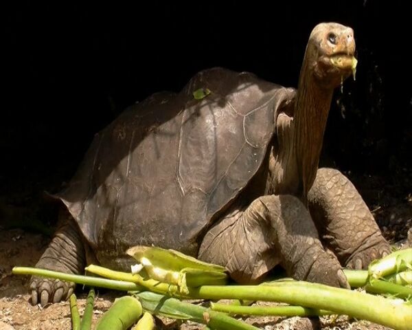 Muere la última tortuga gigante de las Islas Galápagos - Sputnik Mundo